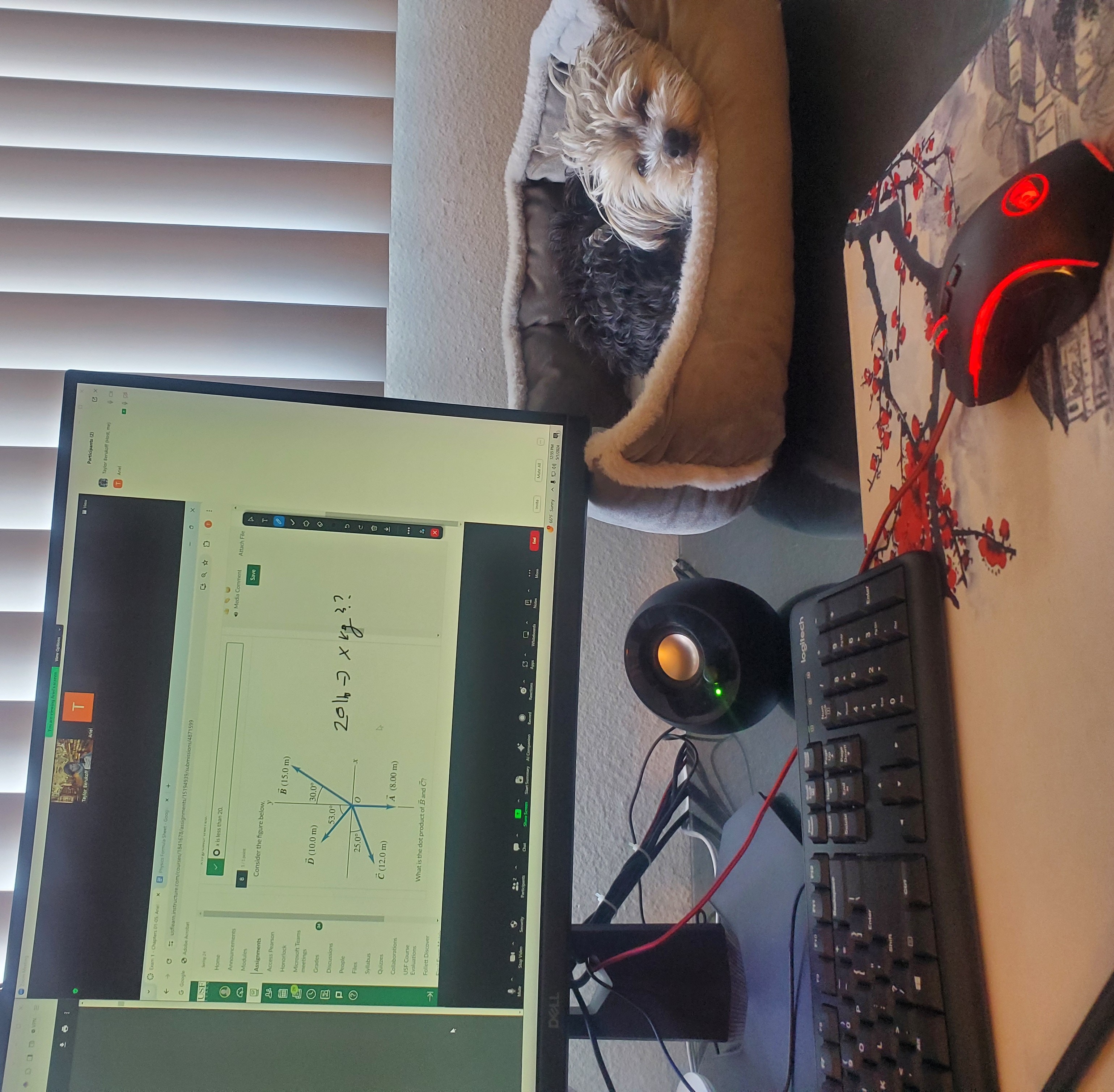 Zola the mascot sitting beside Taylor's desk during a live Zoom session